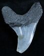 Scarce Benedini Fossil Thresher Shark Tooth #3511-1